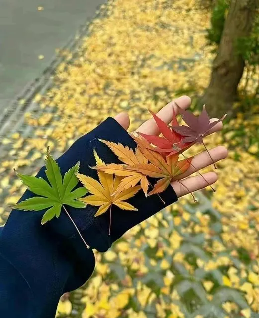 美图欣赏——自然的美丽变奏曲