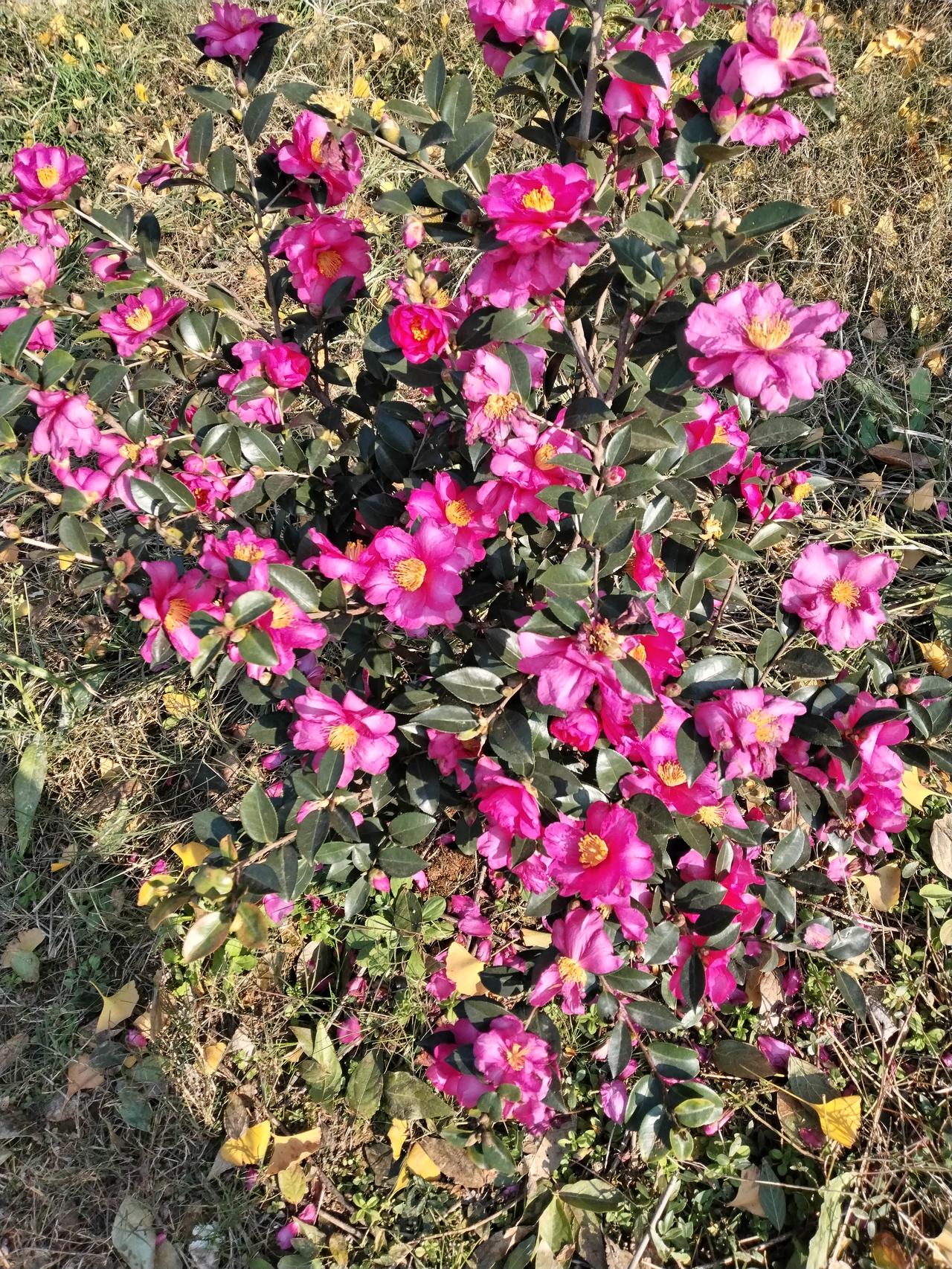 冬日生活打卡季冬天里看到这么漂亮的鲜花另人心旷神怡！