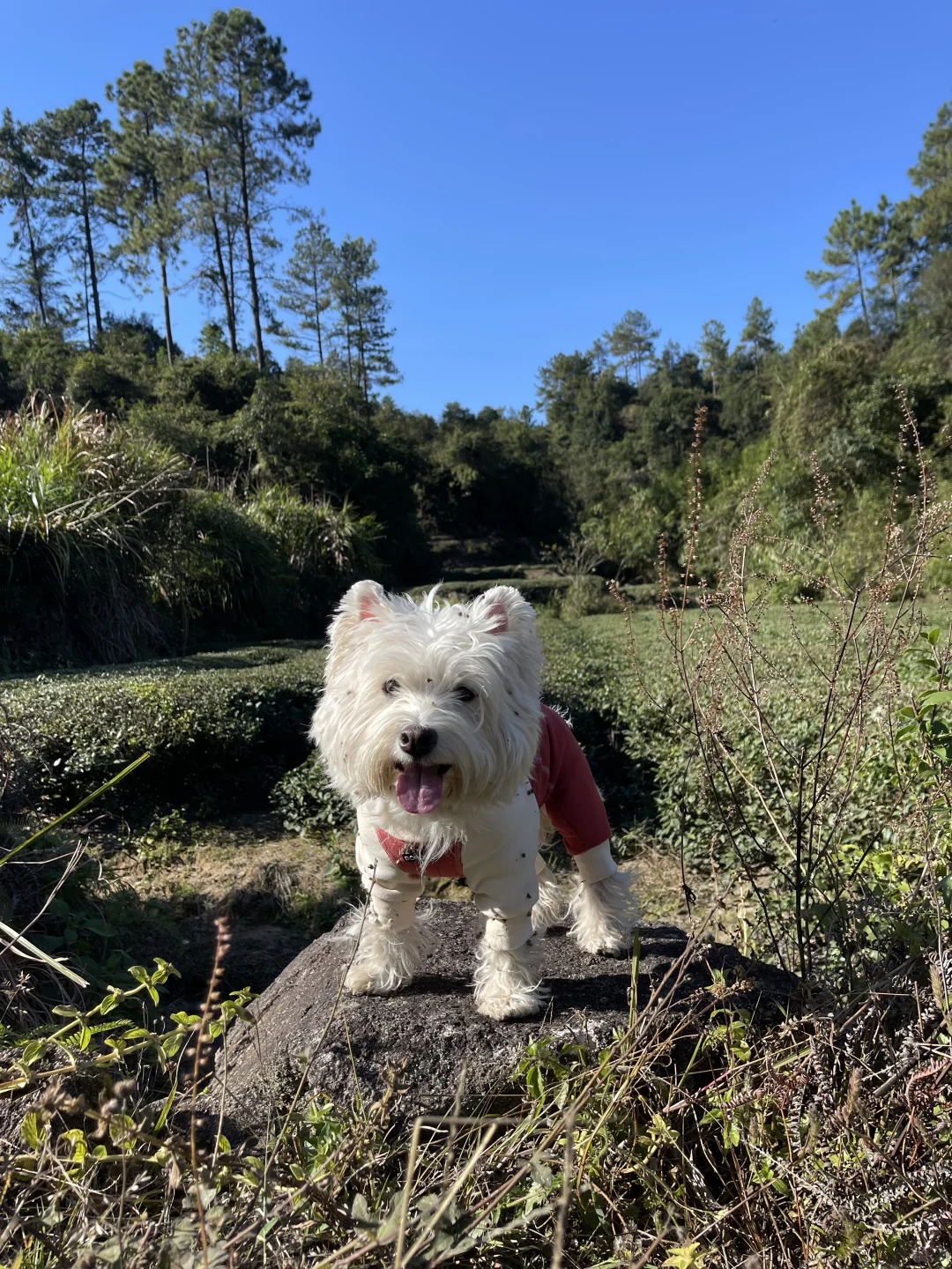 让我们恭喜大蒜头完成又一次10km徒步！