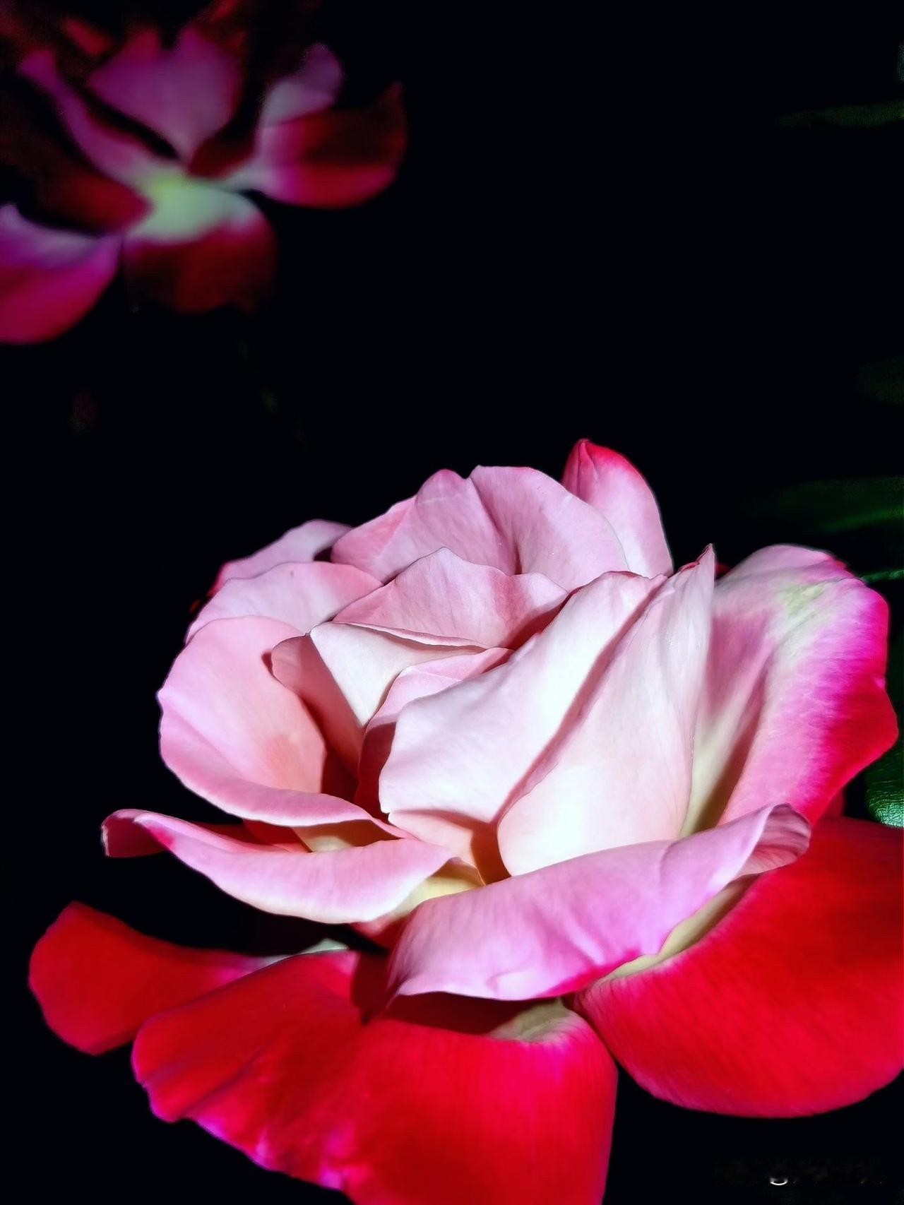 【小对联】
上：顽固派；
下：……？