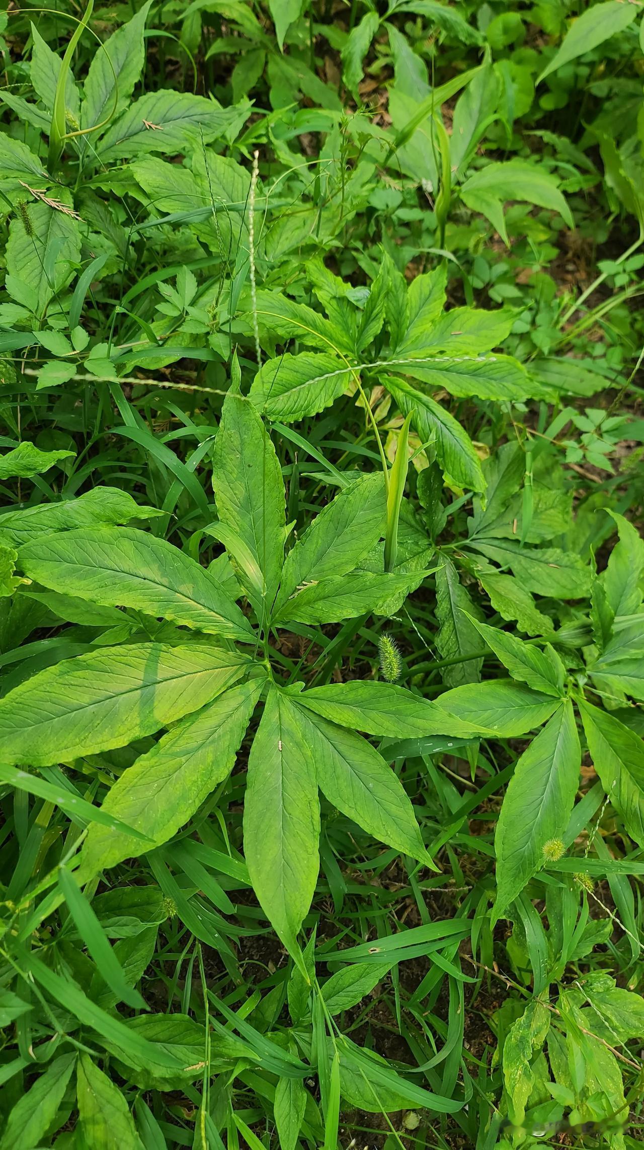 这是什么药？
它是半夏？
是旱半夏还是水半夏？