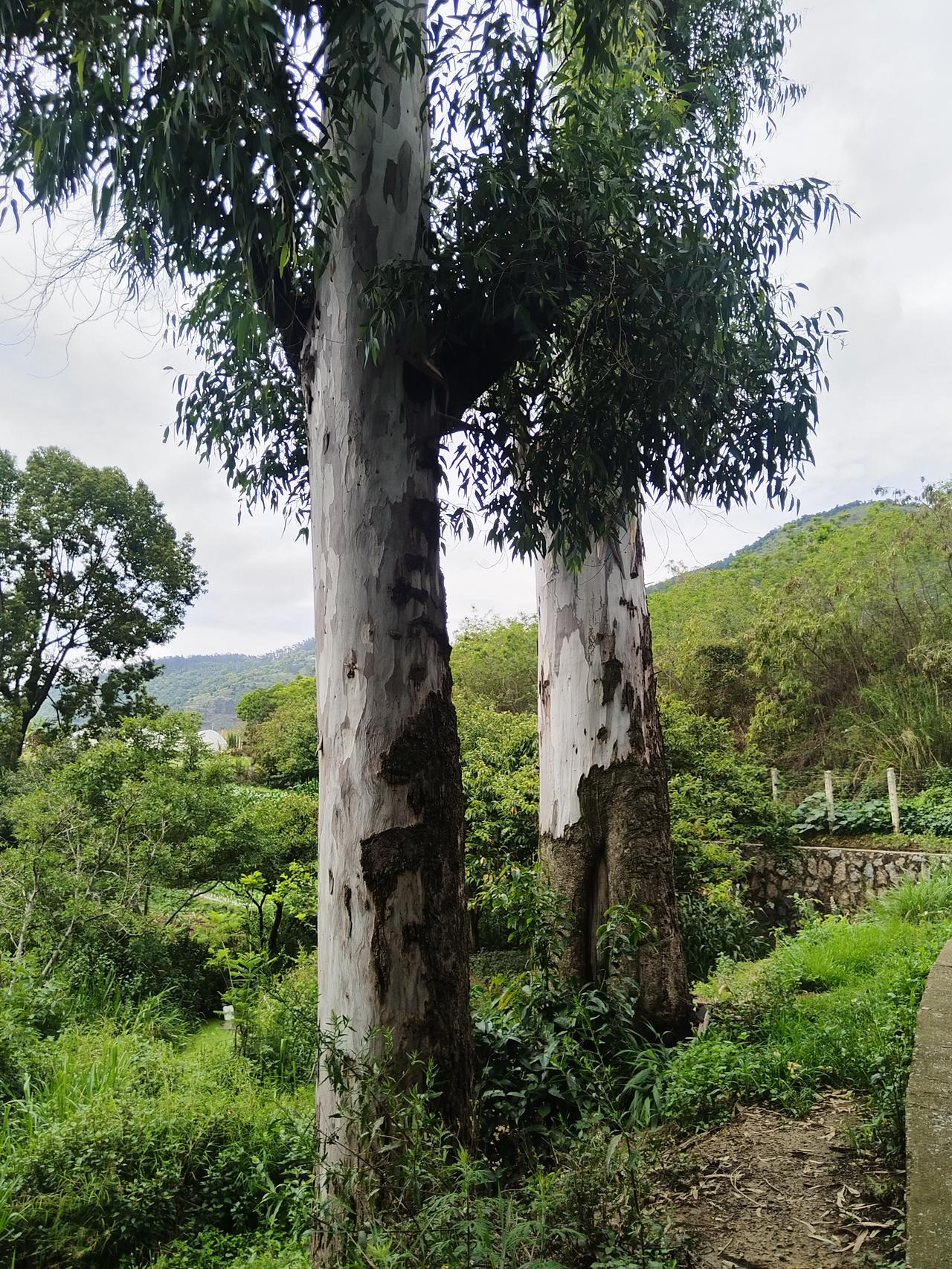朋友们这样的树在你们那里叫什么树