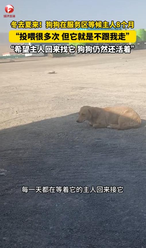 “万物皆有灵！”7月7日，新疆，一狗狗在服务区等了主人8个月，原来，小狗跟着主人
