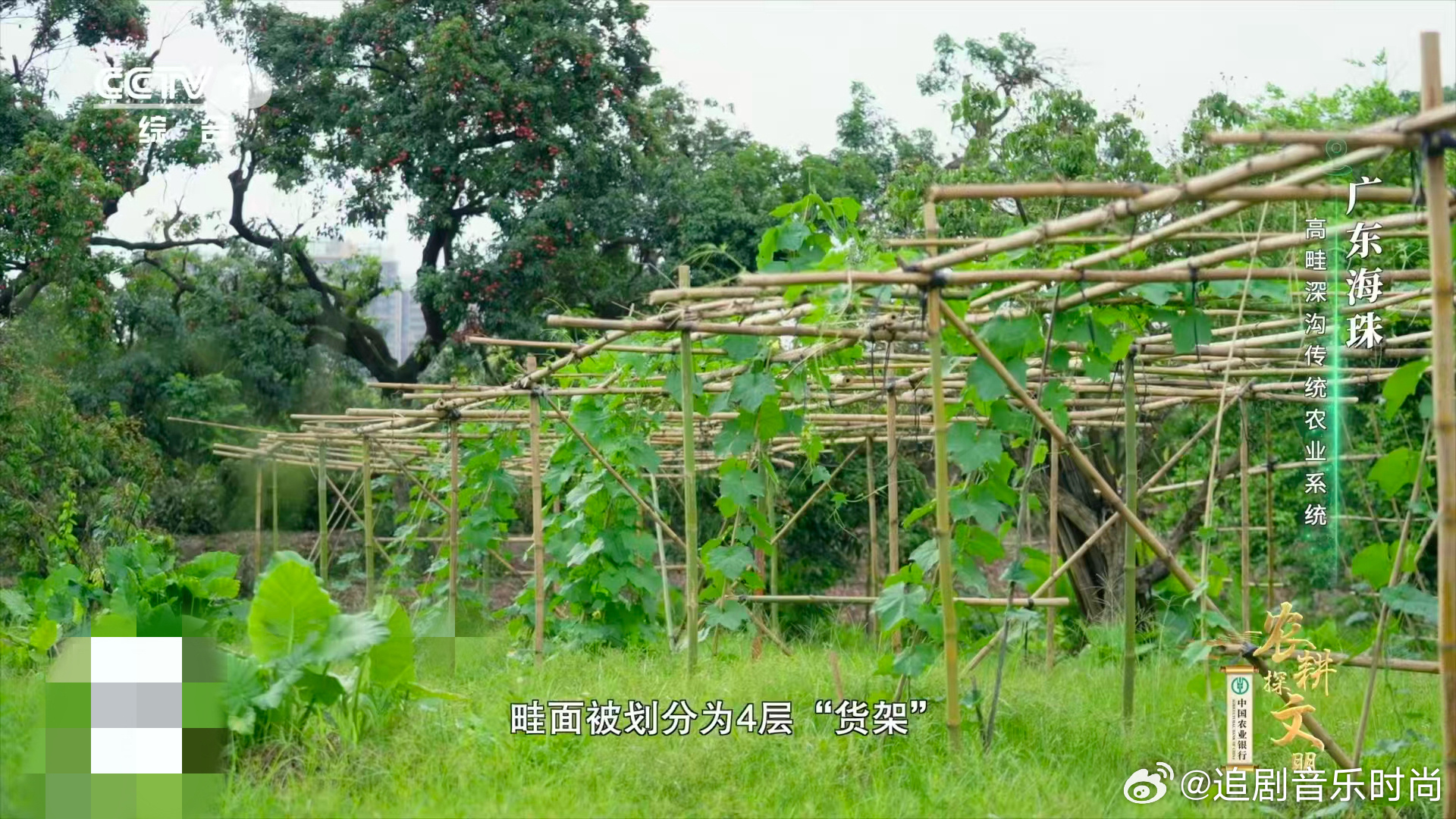 广东人把农田种成4层货架中国人种菜已经nextlevel了 海珠高畦深沟：农业界