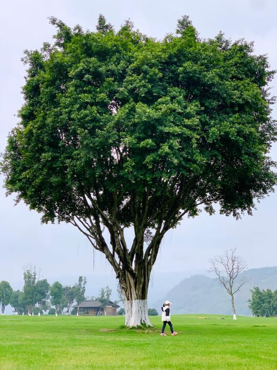 免费露营骑行大草坪🌲重庆春天美好Live图