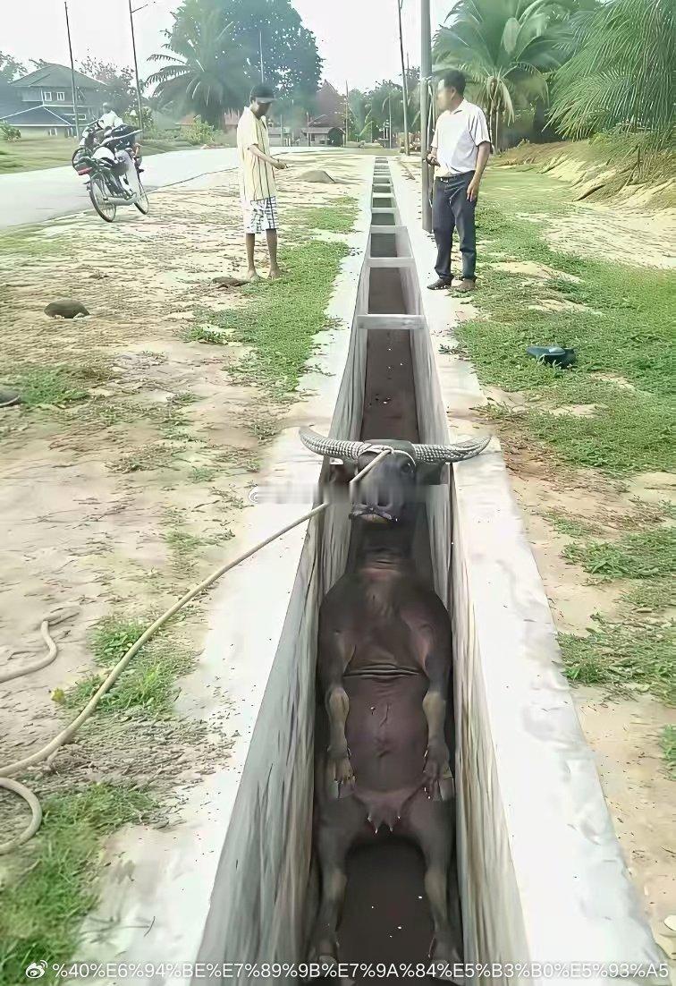 判断行情有没有结束，不能在盘中意气用事。市场恐慌踩踏是避免不了的。上周五晚美国股