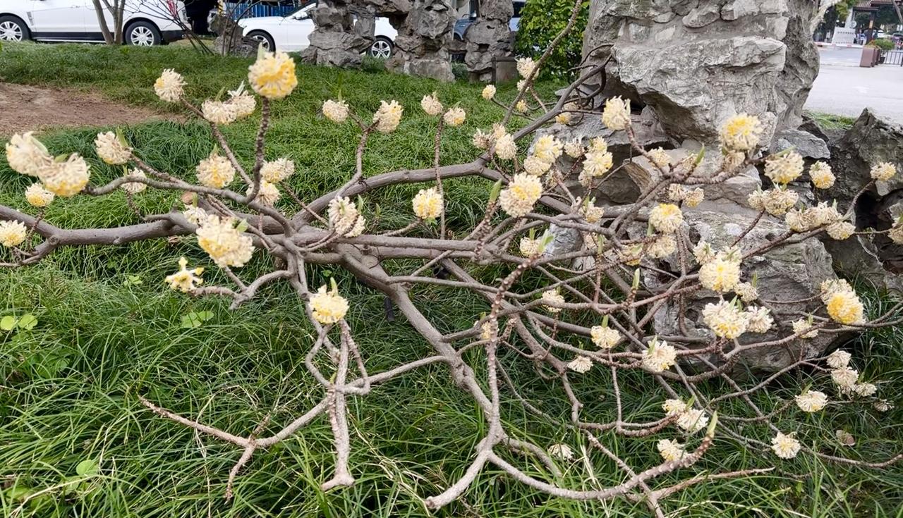 发一张你相册最近拍的花“结香”，也叫“黄瑞香”“梦冬花”，枝条特别柔韧，打结不断