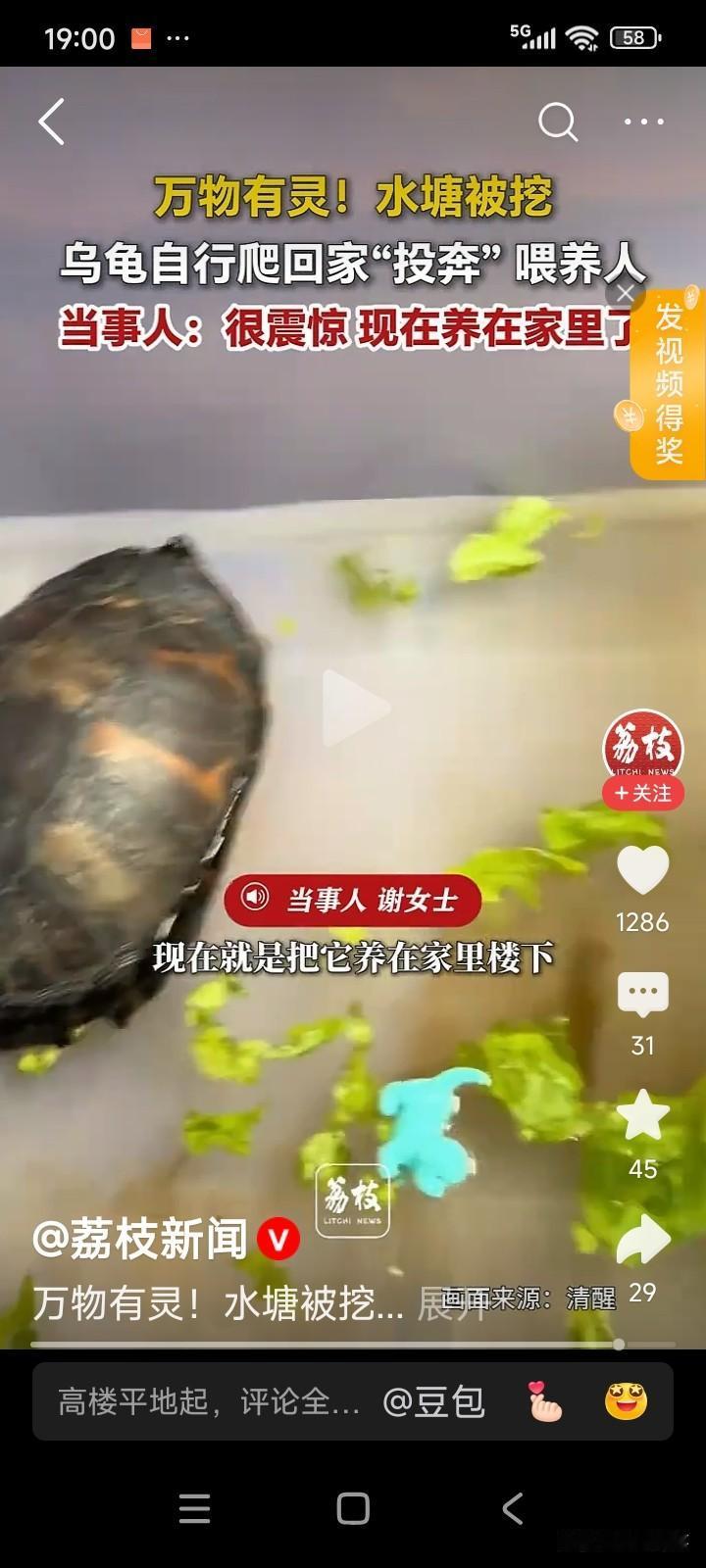 广东汕头，有一男子时常前往村里的水塘，投喂鱼和乌龟。
忽然有一天，男子发现一只乌