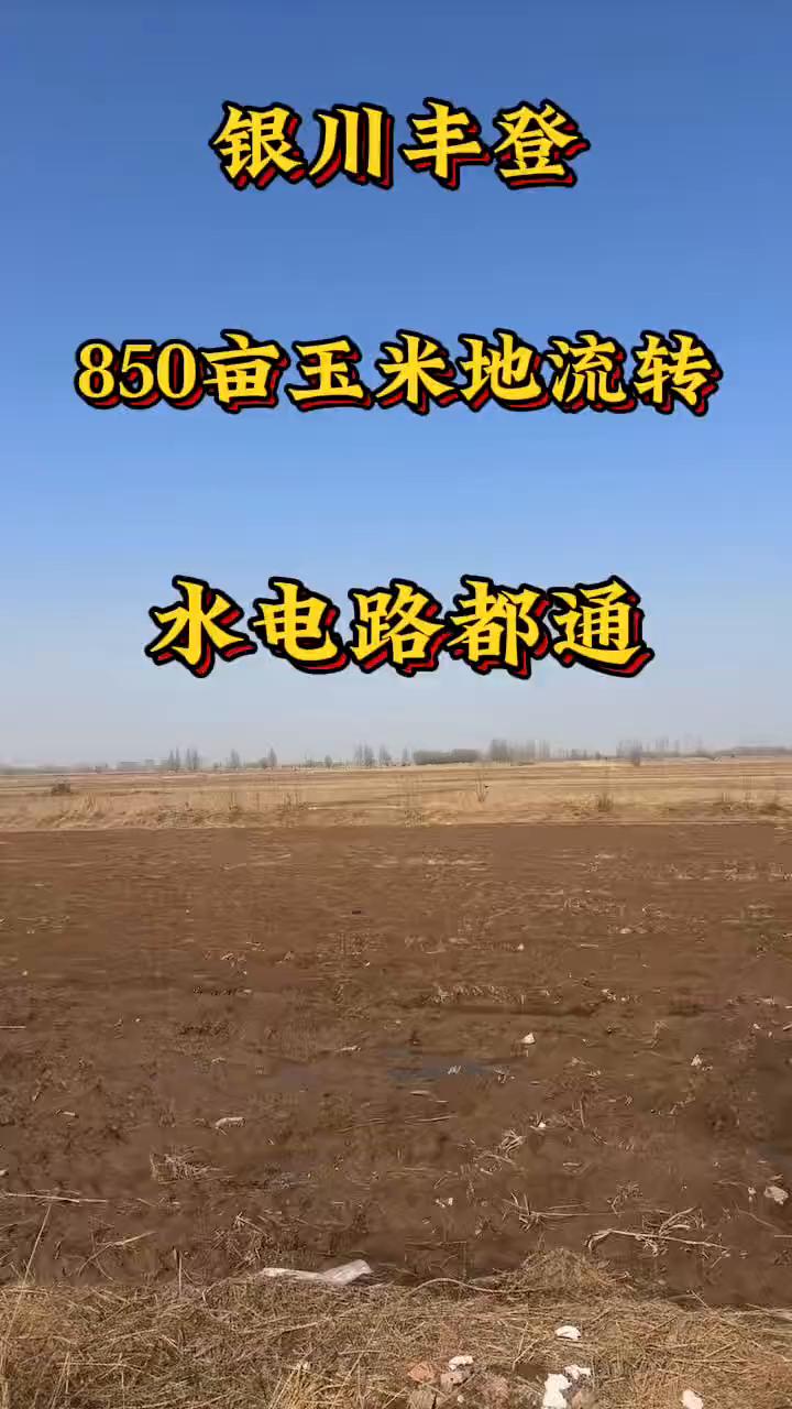 银川丰登850亩玉米地流转，水电路都通。
记得点赞关注哦！