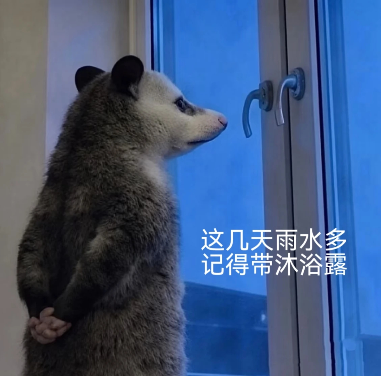 昨晚我骑电驴回家那一刻下的雨到底有多大？请看VCR…（公共场所不许洗澡！！） 