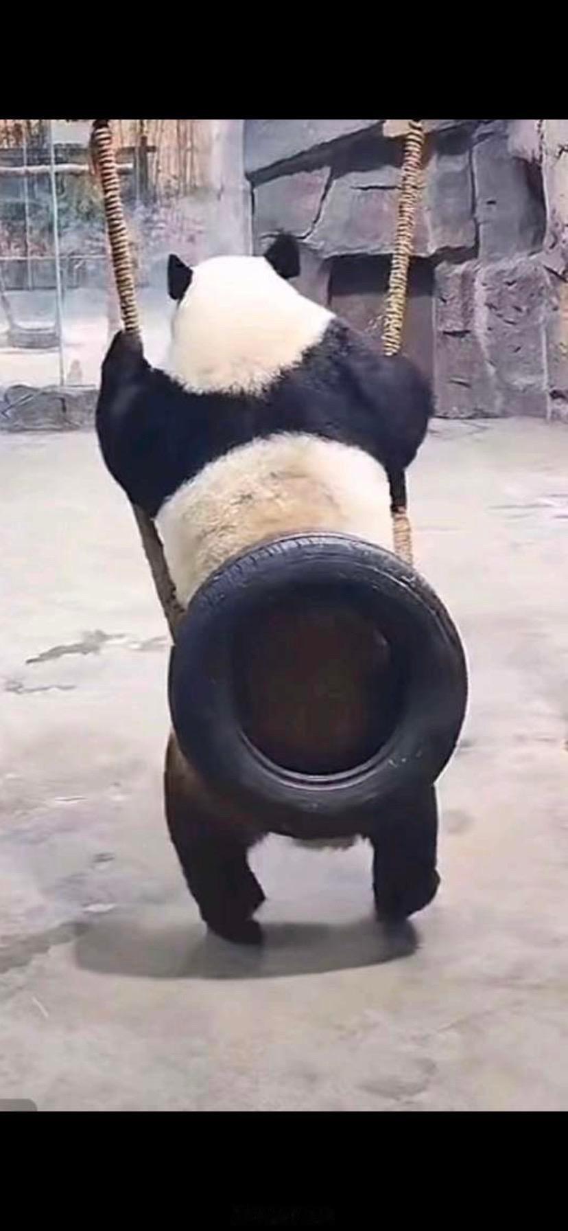 胖岩的快意熊生～该干就干，该玩就玩，该摆烂就摆烂！ ​​​