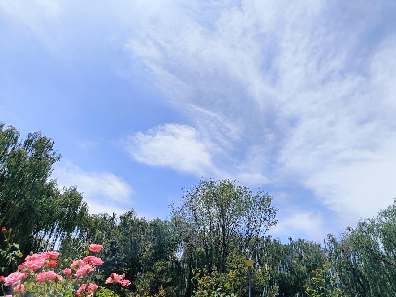 今天不得已出门，又遇到美丽的夏日之花，心情瞬间舒畅。
能出门就是幸福。