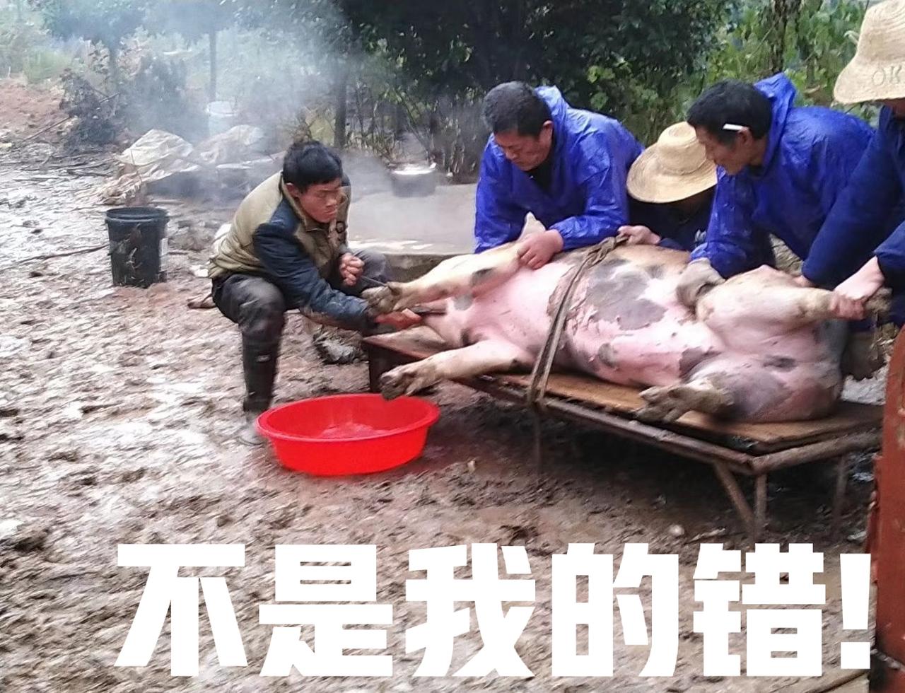 妈呀！株洲杀猪宴的后果已经波及到“爱情”了！

网友说，自己一个亲戚的孩子在南京