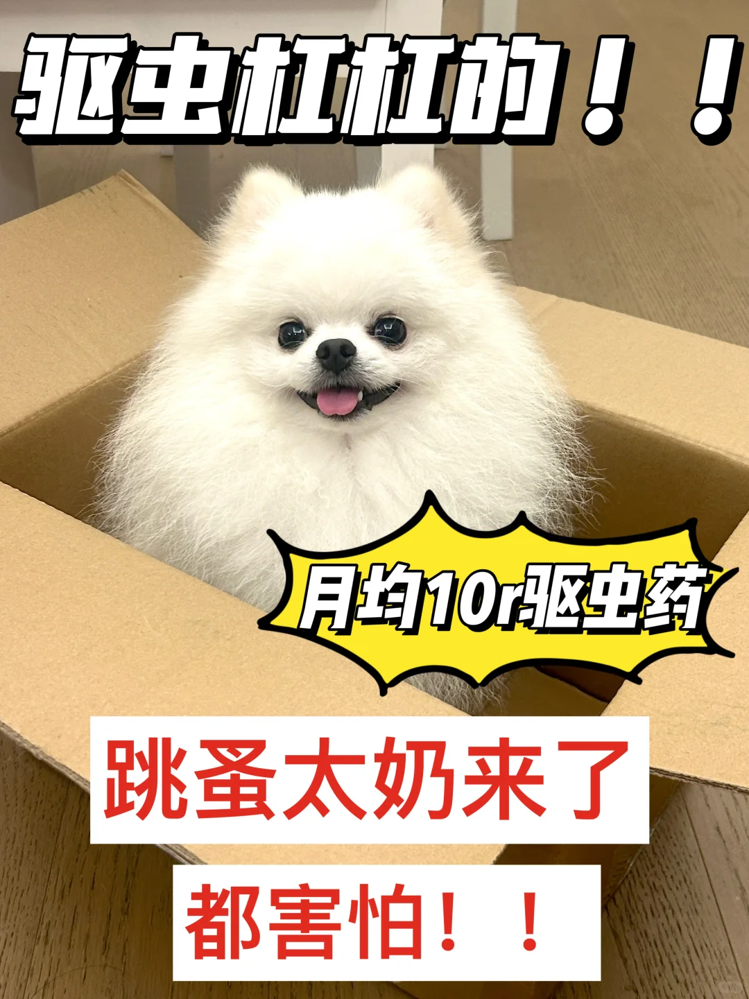 跳蚤太奶来了都害怕的驱虫！