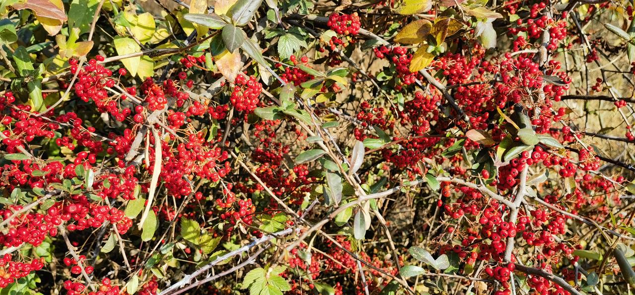 随手拍一拍记录美好时光天汉.火棘