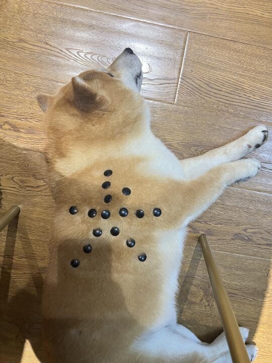 标准的狗狗棋盘