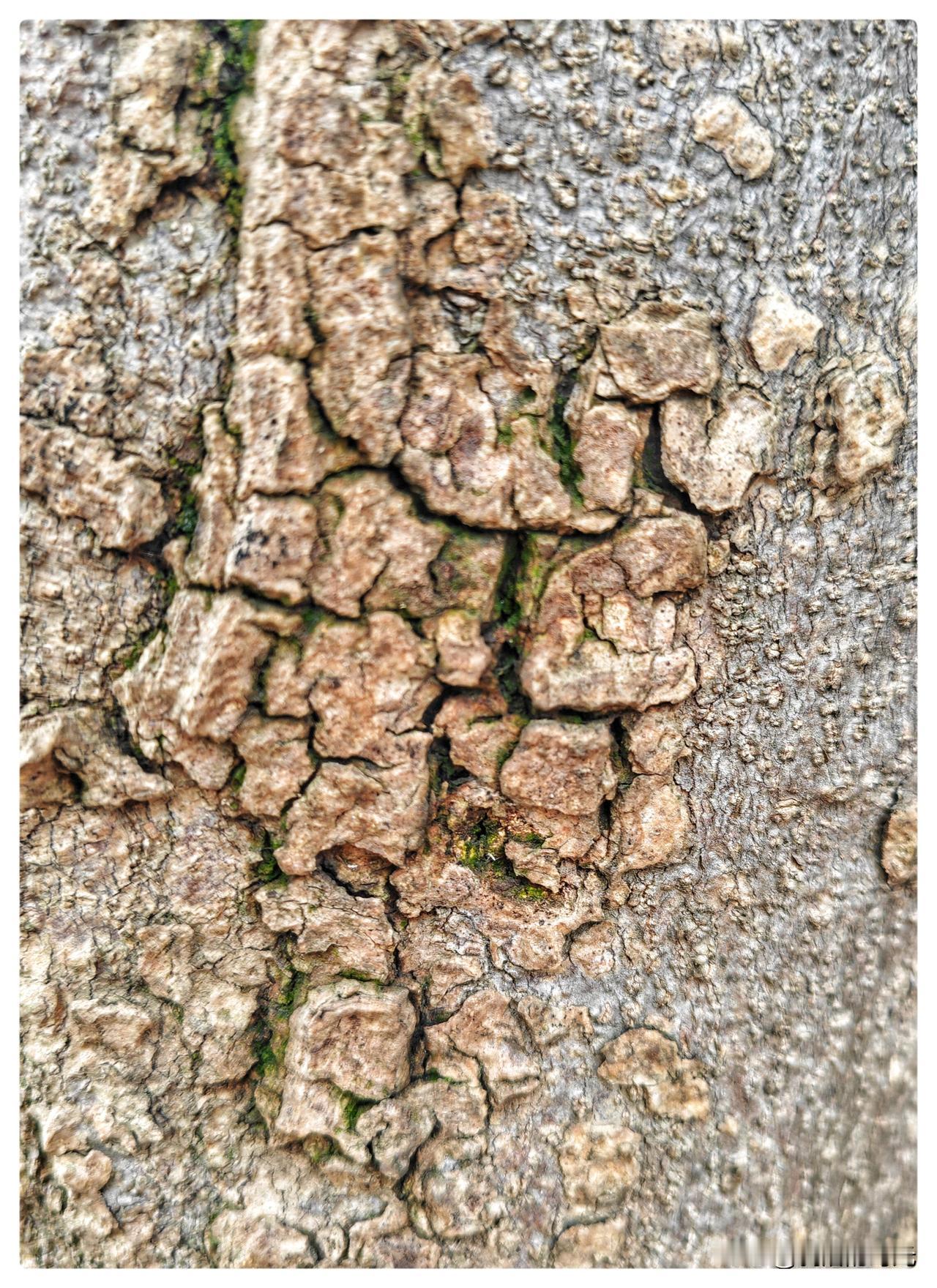 《树皮上的年轮》

冬日的树皮，是季节写给北风的信，它不言不语，却把岁月的重量，