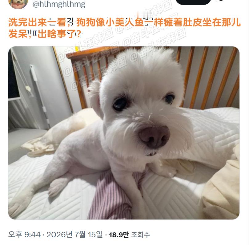 刚洗完的小狗好像美人鱼一样哈哈哈 海外新鲜事 热点现场