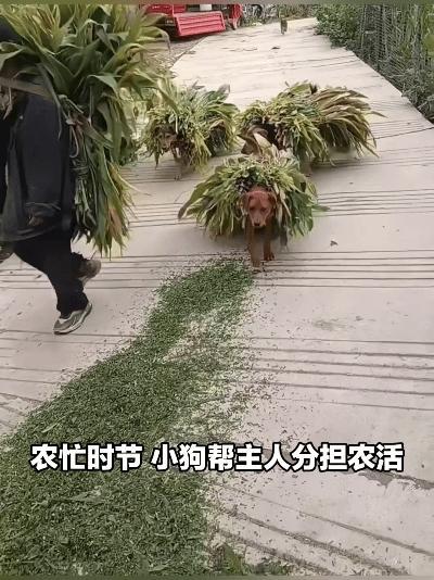太治愈了！小狗都知道帮家里分担农活，朴实的一幕打动不少网友。
 
近日，云南香格