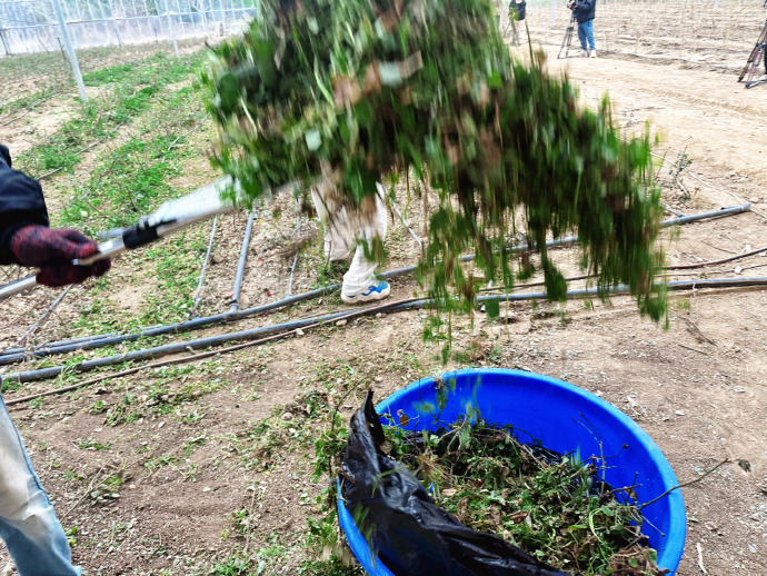 赵小童分享除草进行时  赵小童晒除草 赵小童晒除草，那专注的神情太动人，辛苦劳作