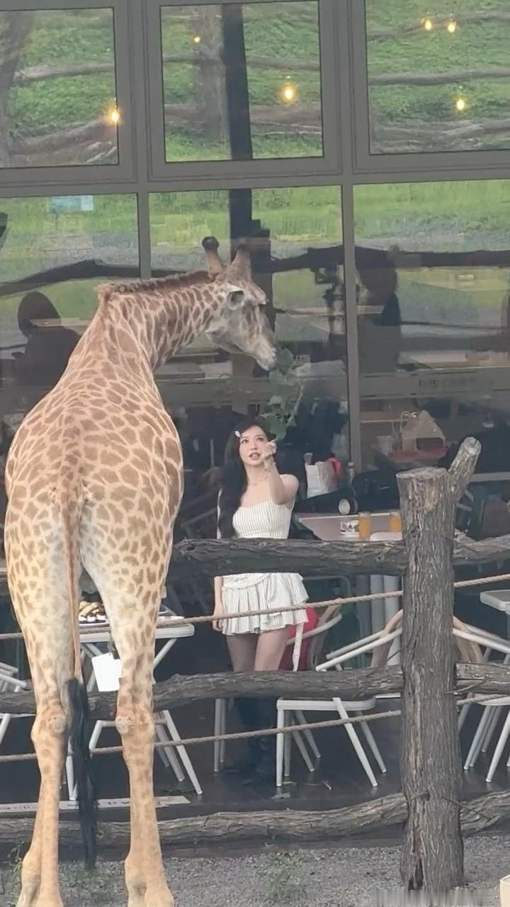 太萌亲死 