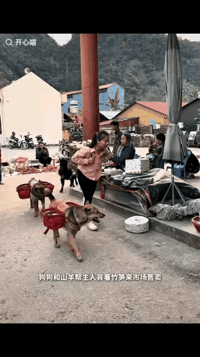 “太有灵性了！”这句话在网络上迅速刷屏，源自一段温馨又让人忍俊不禁的视频：一个农