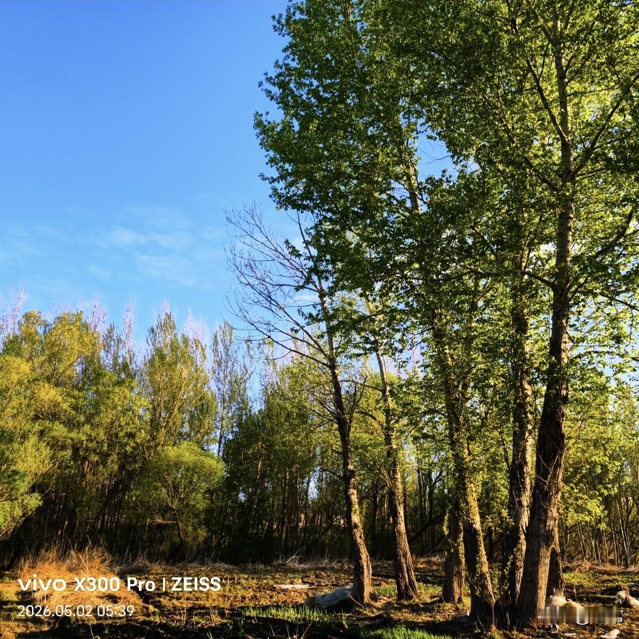 家门口的景色随手拍。
散步赏花随手拍 分享随手拍风景