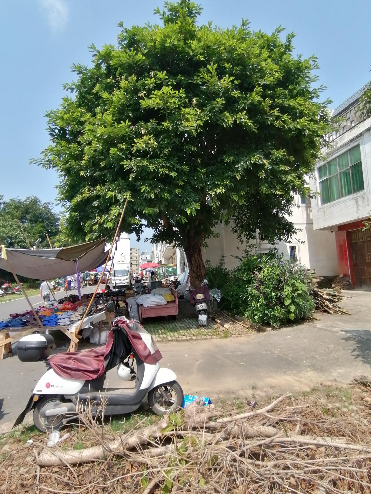 有那位高人知道、这颗是什么树？