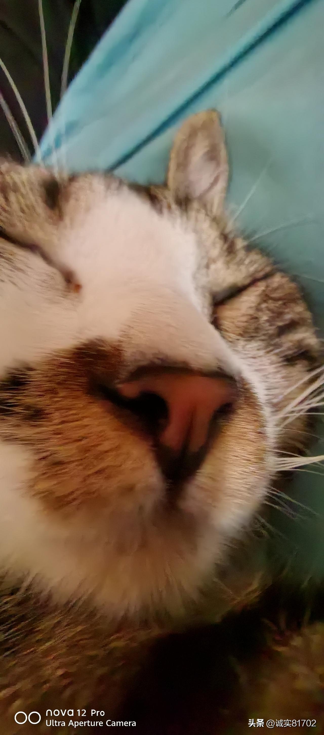 看看相册里的猫咪这家伙玩一天，但也非常累，终于安静了。