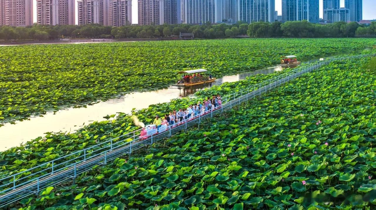 合肥陶冲湖公园，荷花碰上网红小火车，绝了！
陶冲湖小火车