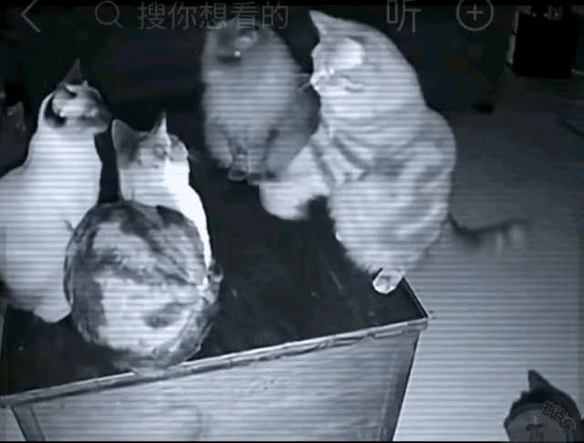 网友家中监控意外捕捉到温馨又滑稽的一幕：

   四只流浪猫围坐成圈，

   