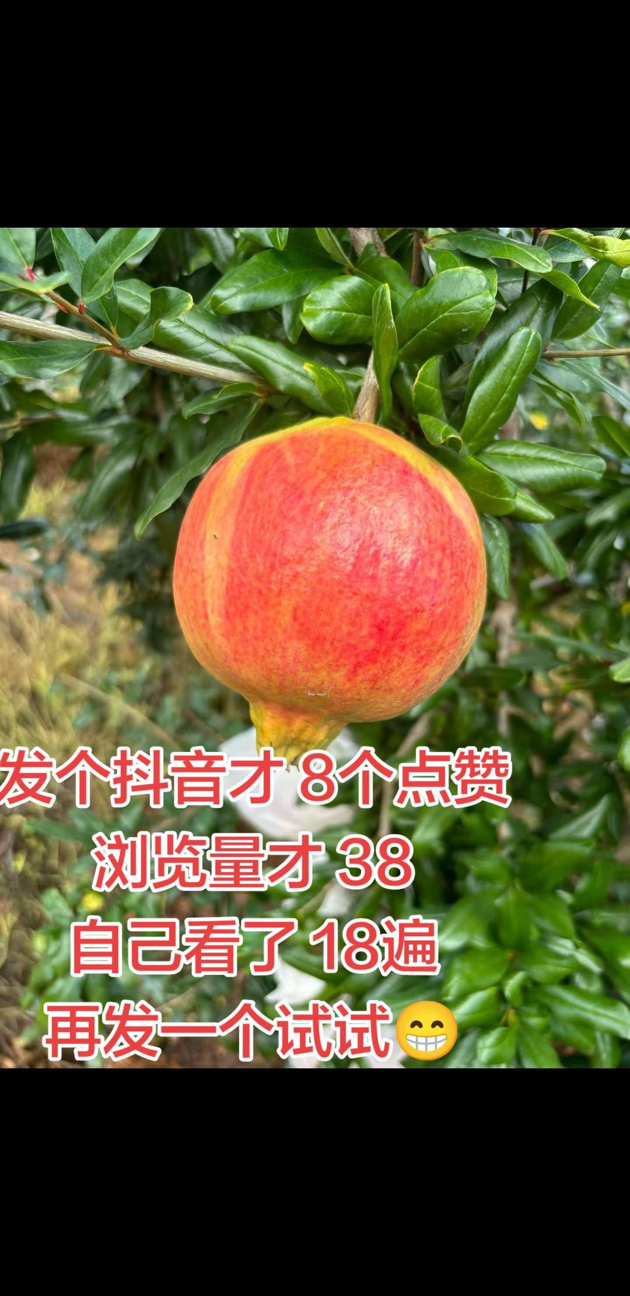 石榴即将成熟