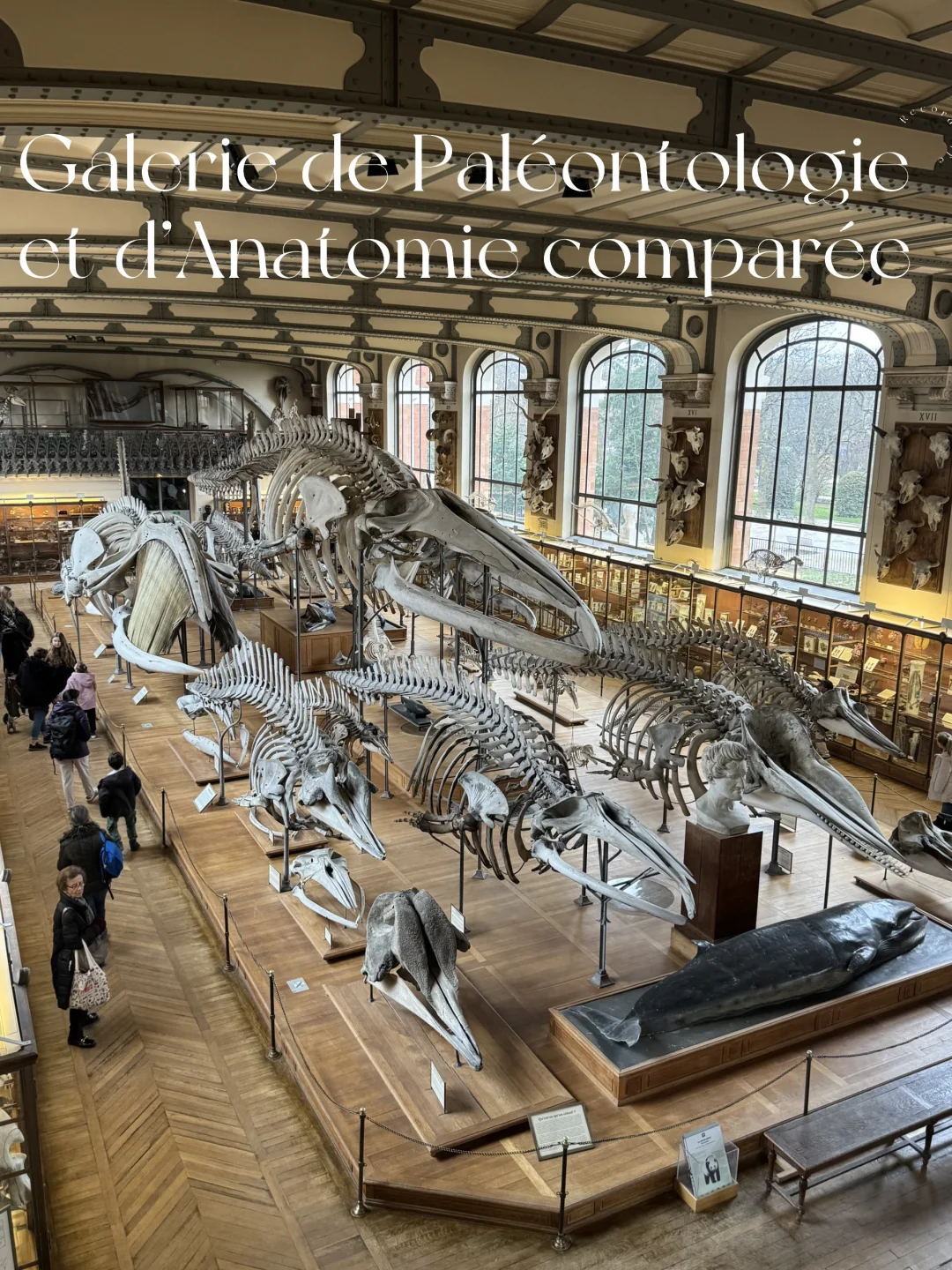 巴黎🦴古生物画廊与比较解剖博物馆