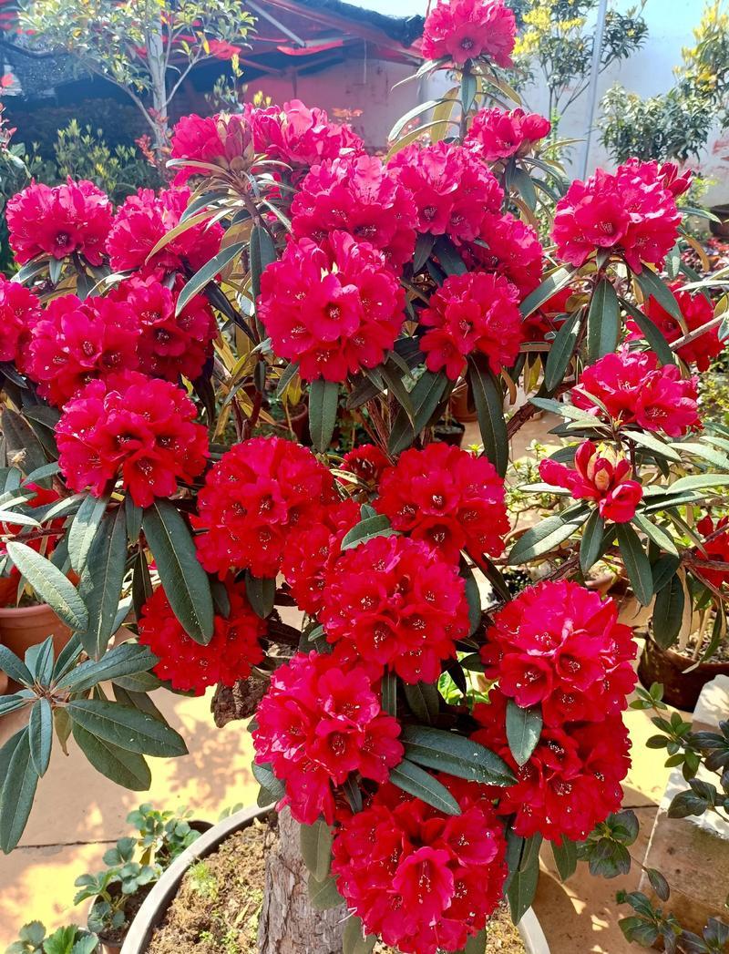 下联：红花灼灼，娇艳芬芳。

（图片来自网络）