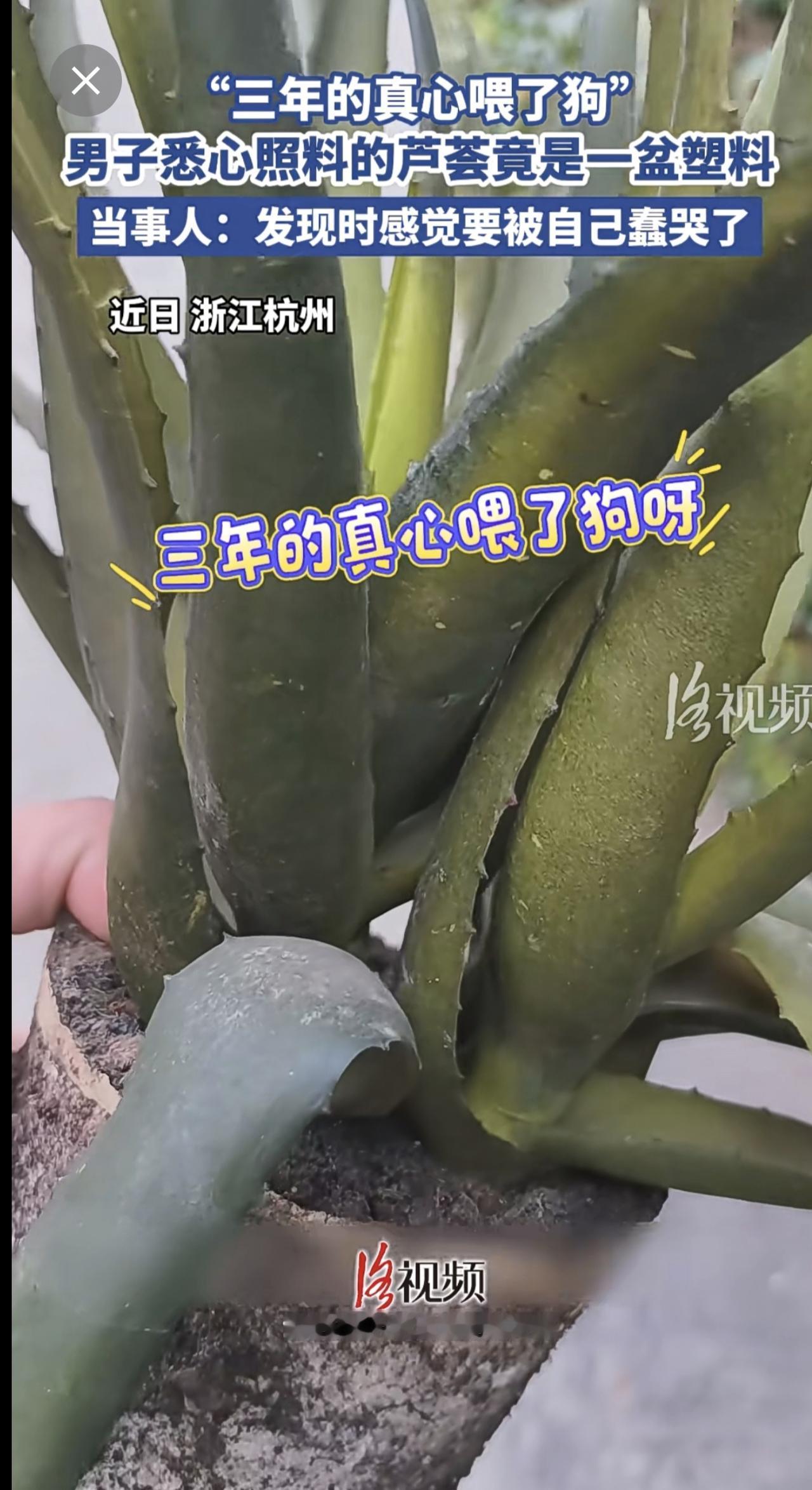 “三年的真心喂了狗”，男子悉心照料的芦荟竟是一盆塑料[捂脸]