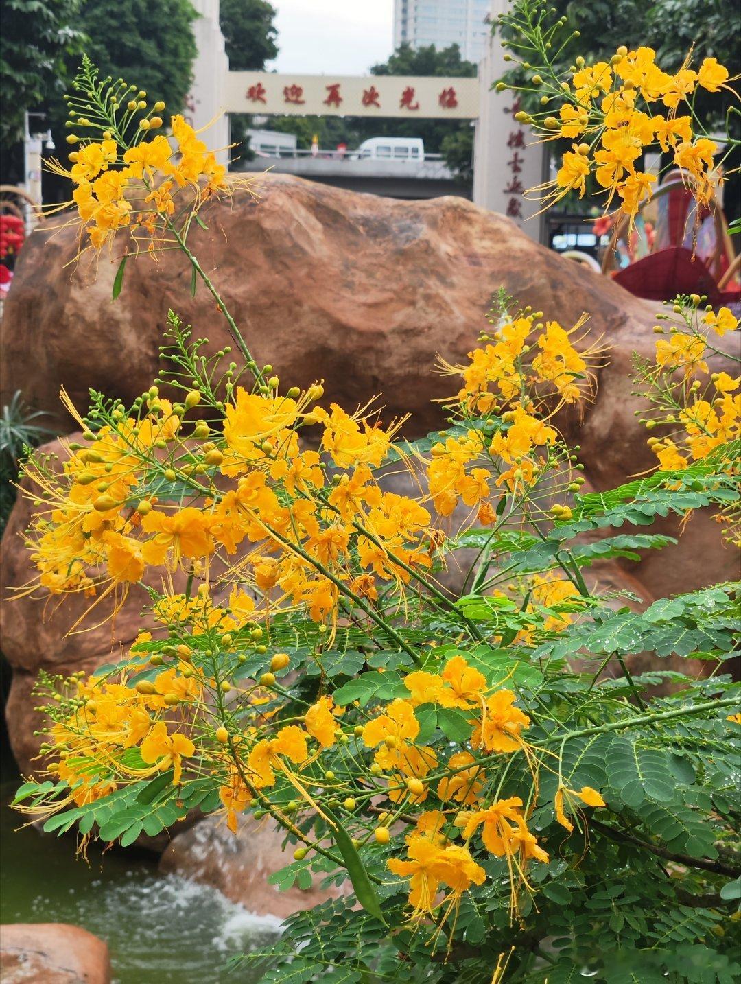 文化公园的鱼木花、洋金凤、对着大湾鸡“嗷嗷”的石狮子~ 广州·广州文化公园