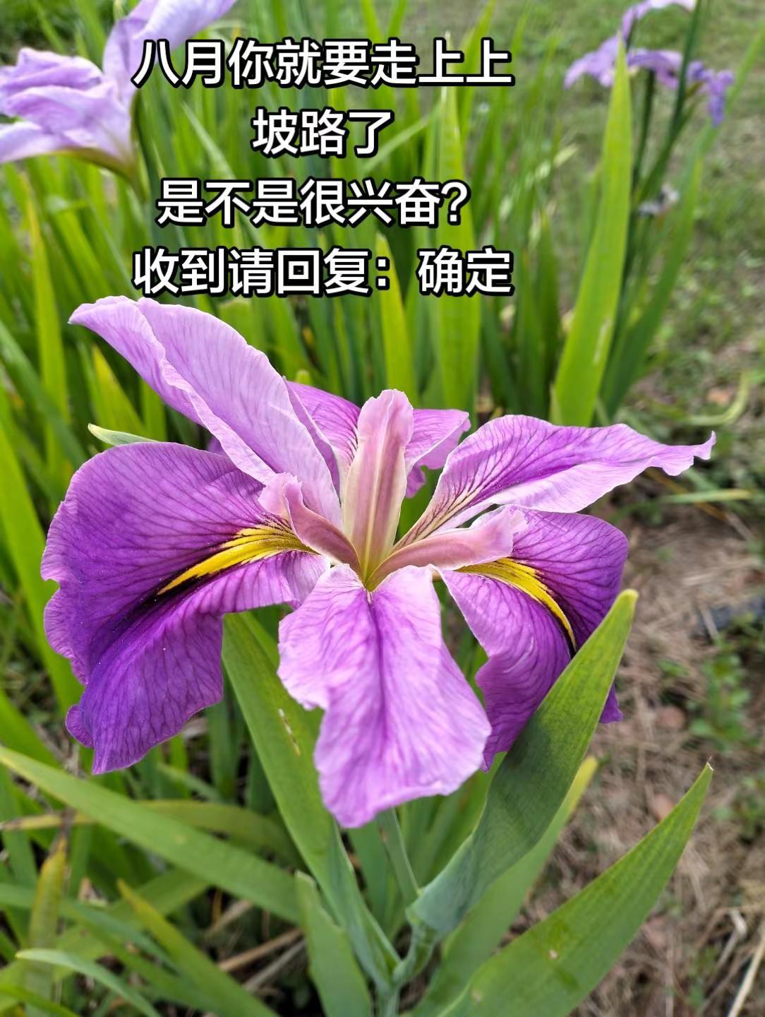 夏末风渐柔，时光入八月。愿往后步履从容，慢慢向上，所有期待，都如约而至。八月安然