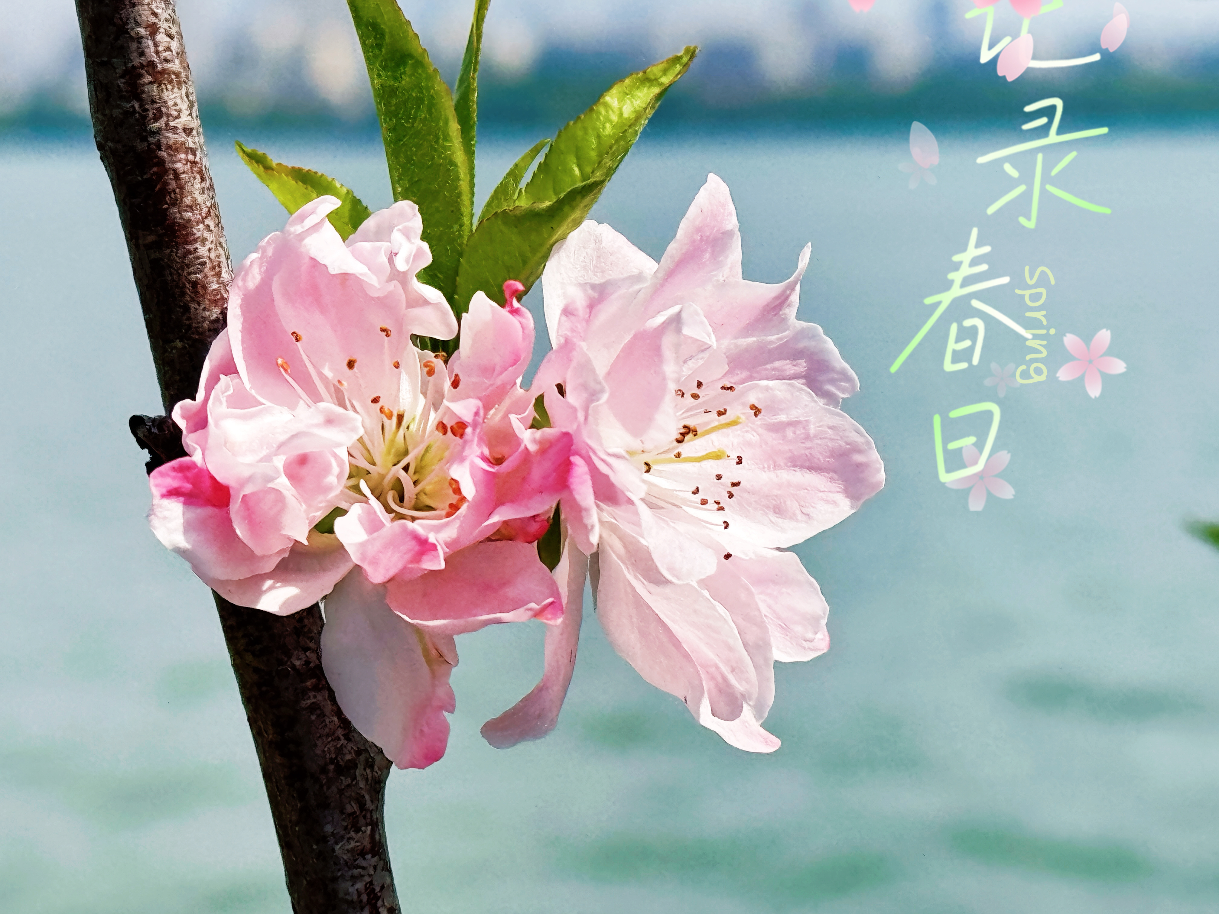 记录春日 无锡·蠡园