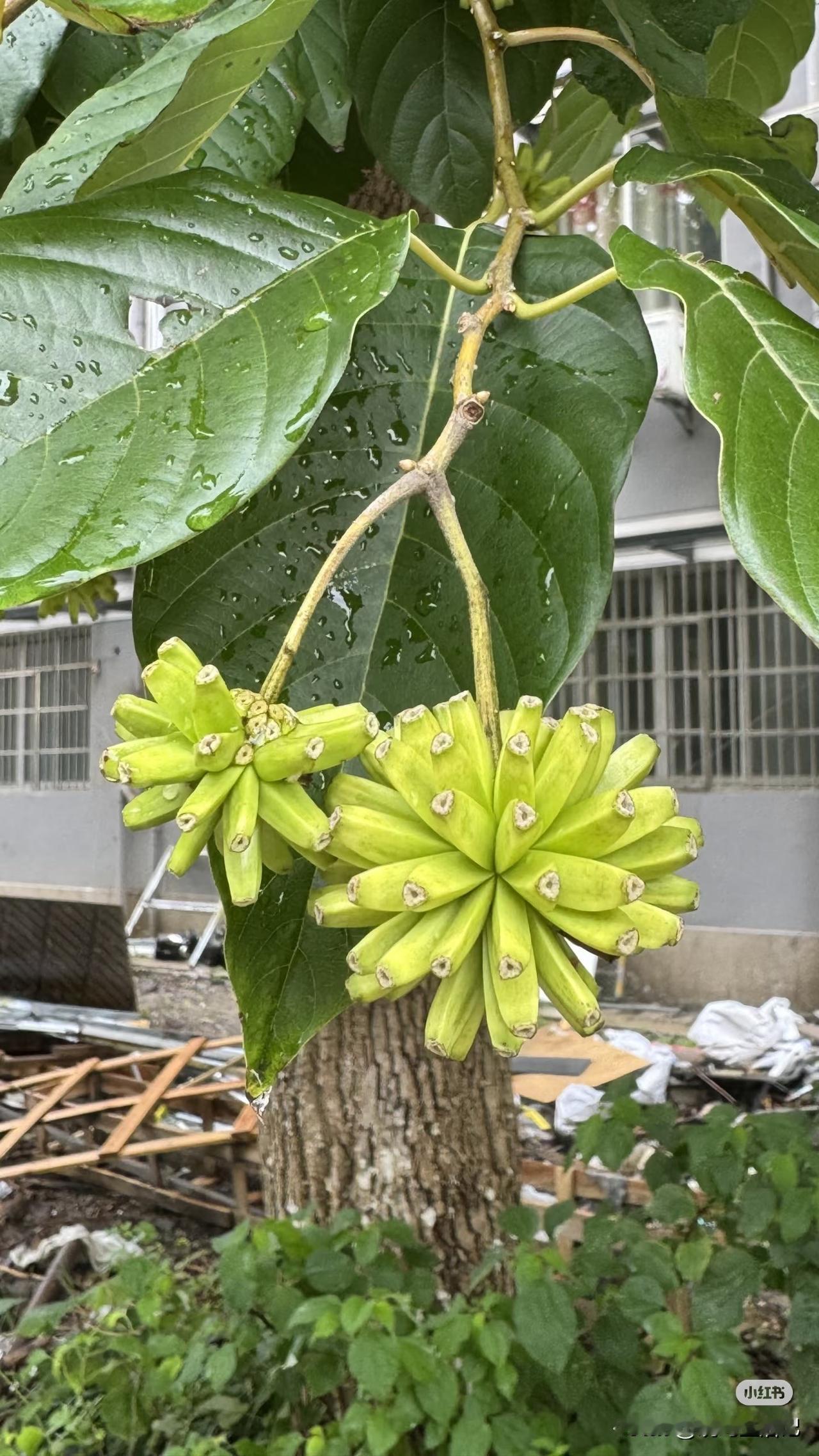 这也不是香蕉啊