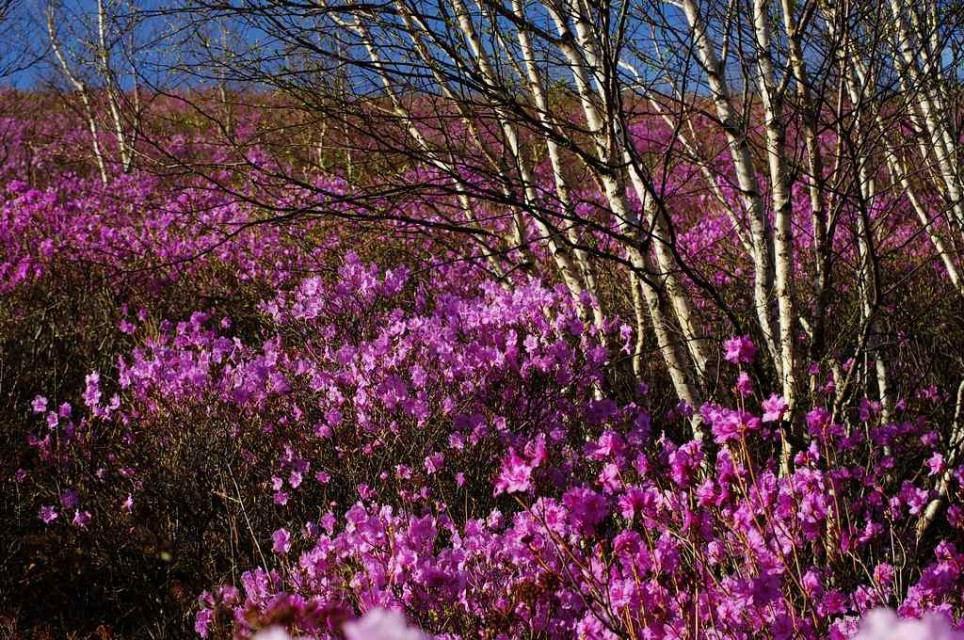 中东局势紧张了啊 ，很多国家都开始取消去以色列的航班了，同时也取消了去伊朗的航班