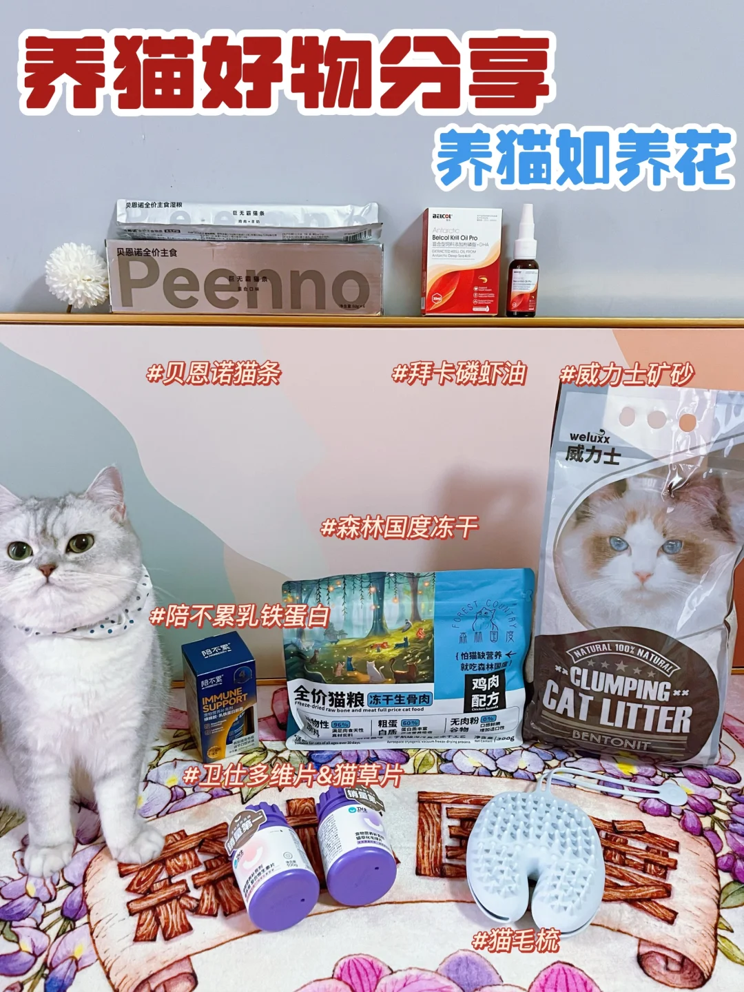 养猫好物合集｜养猫如养花
