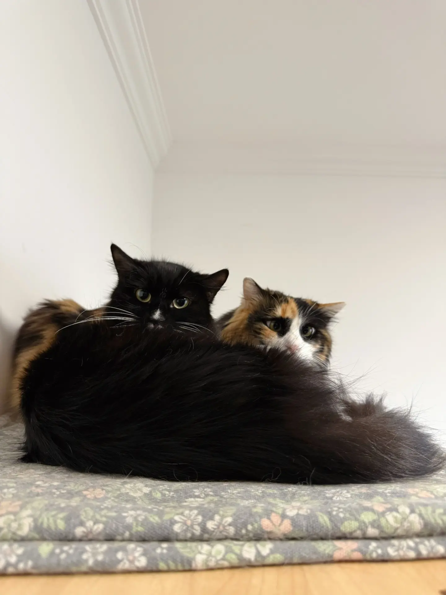 小猫咪治愈一切。