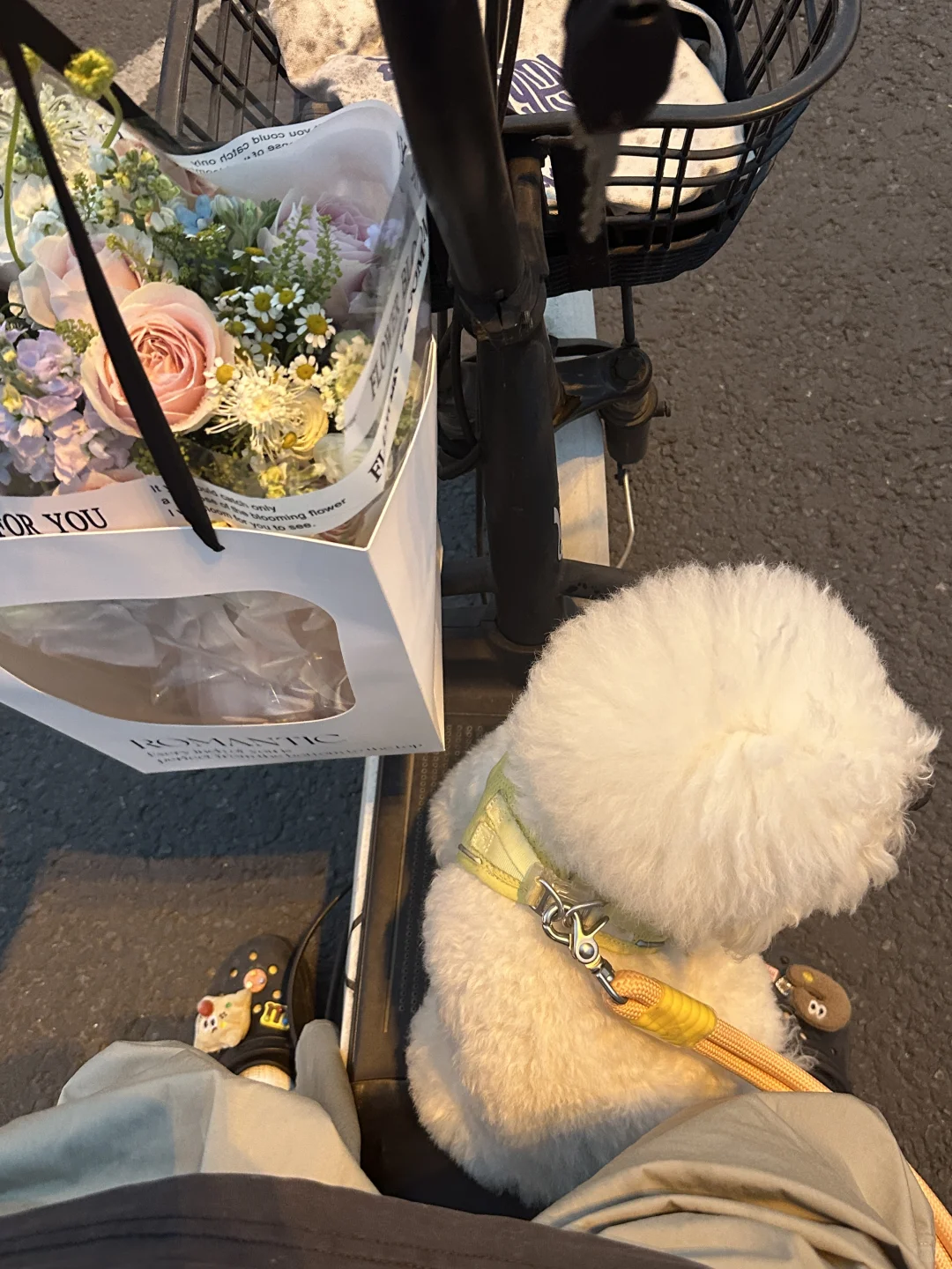 送花小狗🐶上线