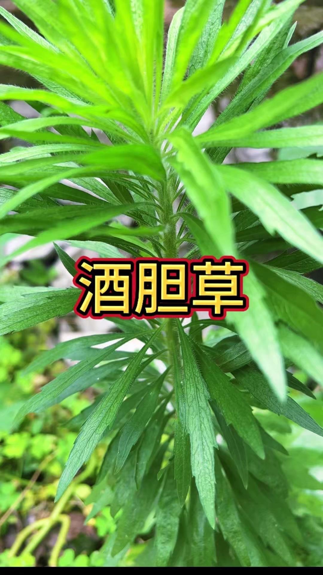 家里那个不起眼的野草竟是宝？小时候总当杂草拔，现在才知道它是珍贵中草，价值超高！