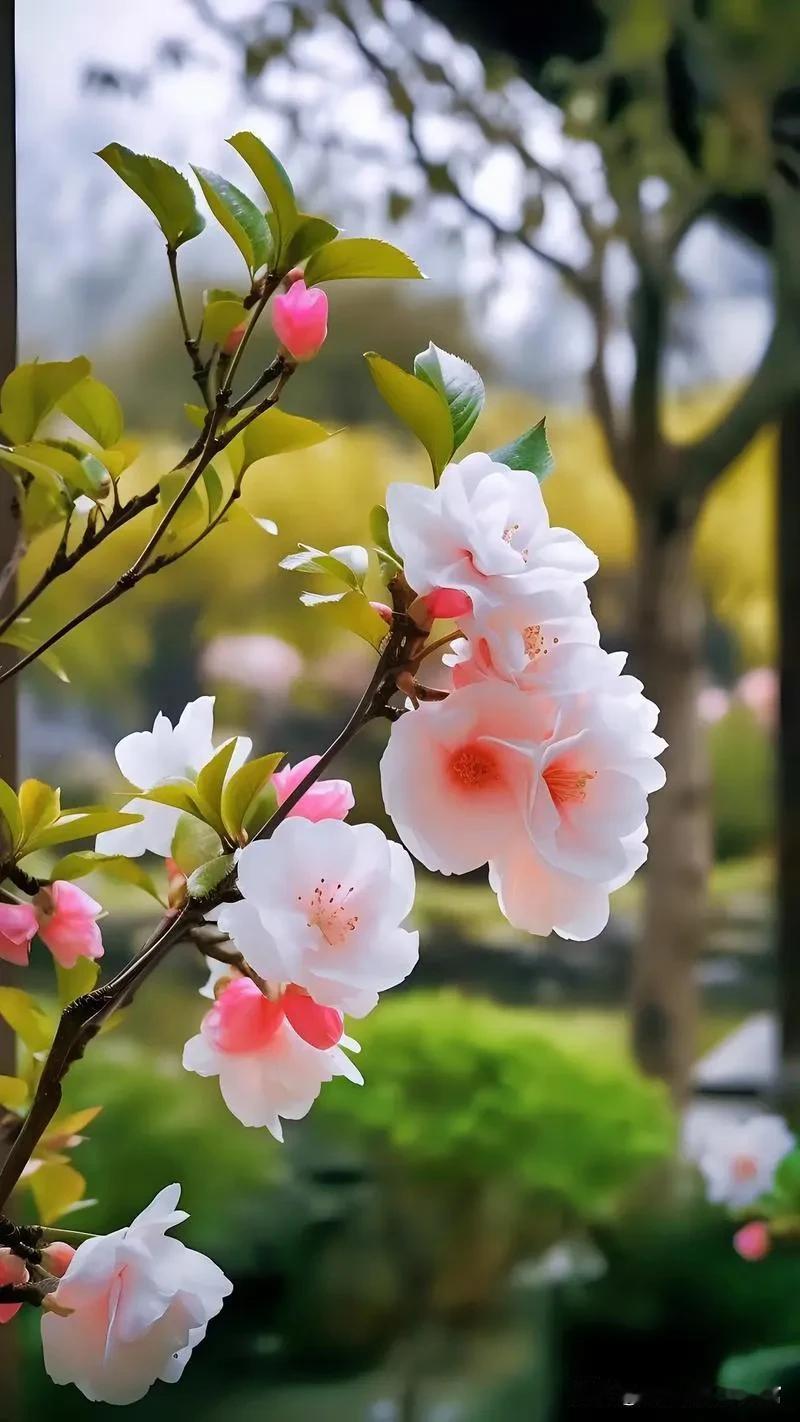 海棠花是春季的娇艳佳人。花朵形态优美，花瓣呈圆形或椭圆形，颜色多样，包括粉红色、