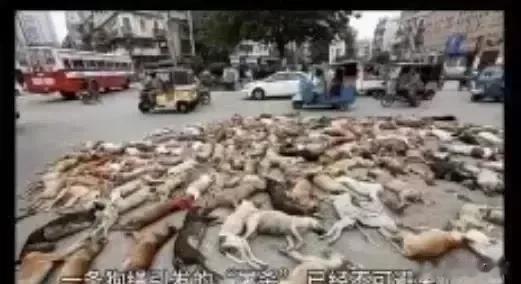 成都一只恶狗引发了灭狗九族之灾。

近日成都一只大黑狗，在无人看管下跑进小区咬伤