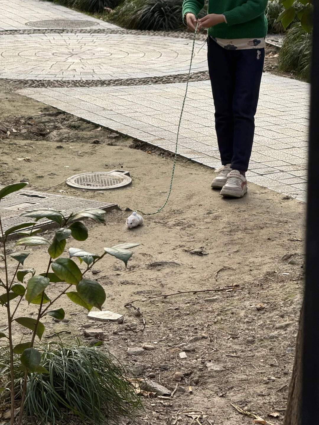 头一回看到在小区里遛仓鼠🐹