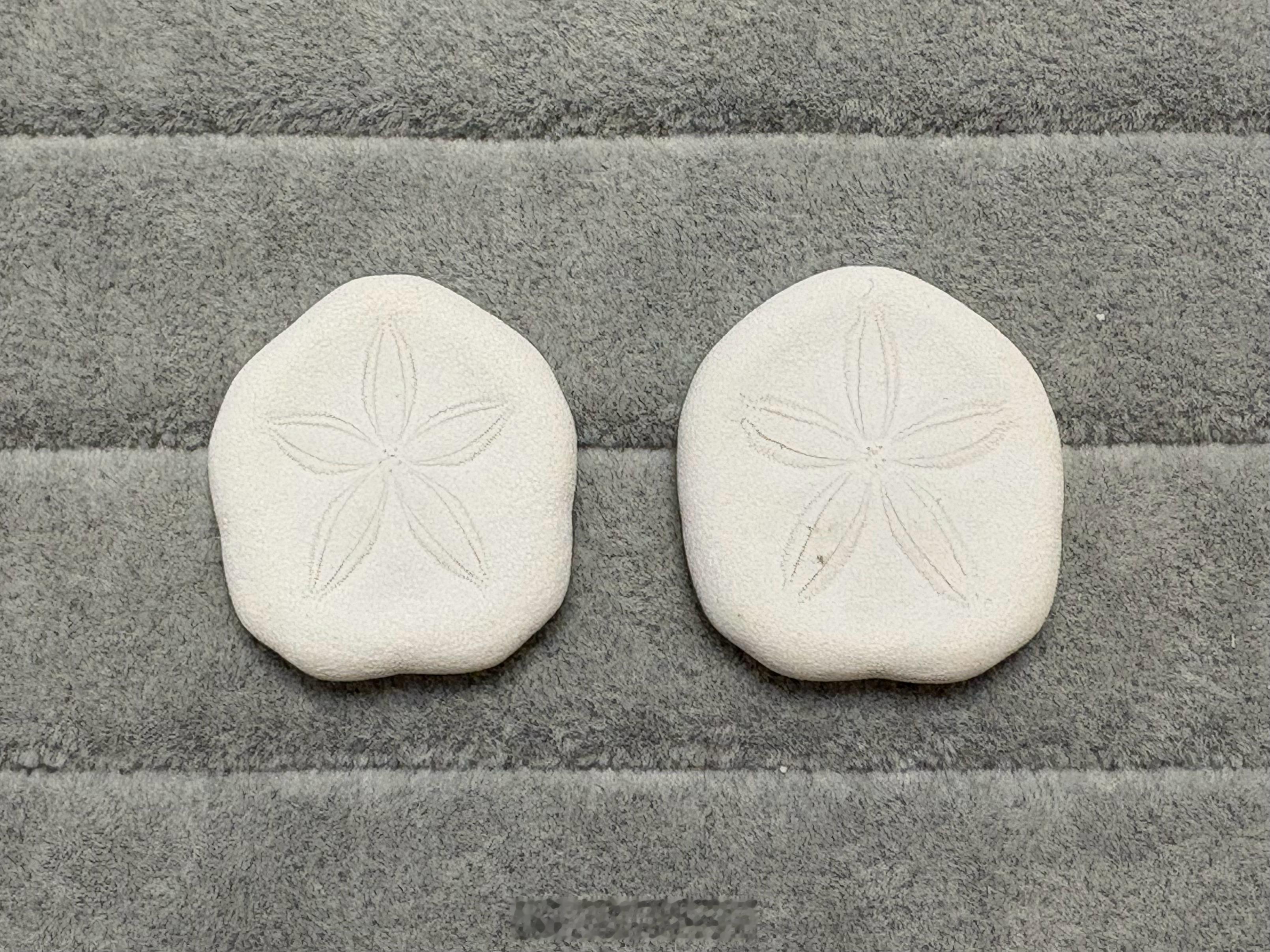 薄饼干海胆/Laganum depressum 或同属🍪～ 久见海洋观察社