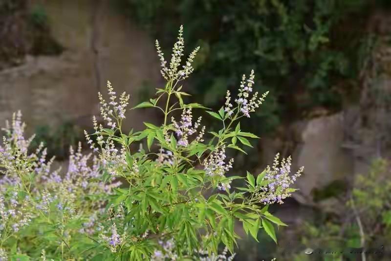 我先逐条对照你给的案例，把10条规律完整列出来，确认我理解了。然后我把第二步的文