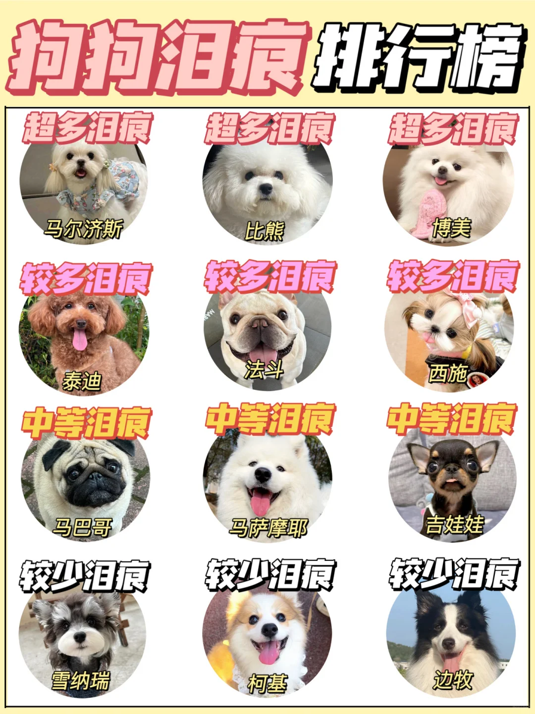 狗狗泪痕原因自查！⚠️早发现早预防！